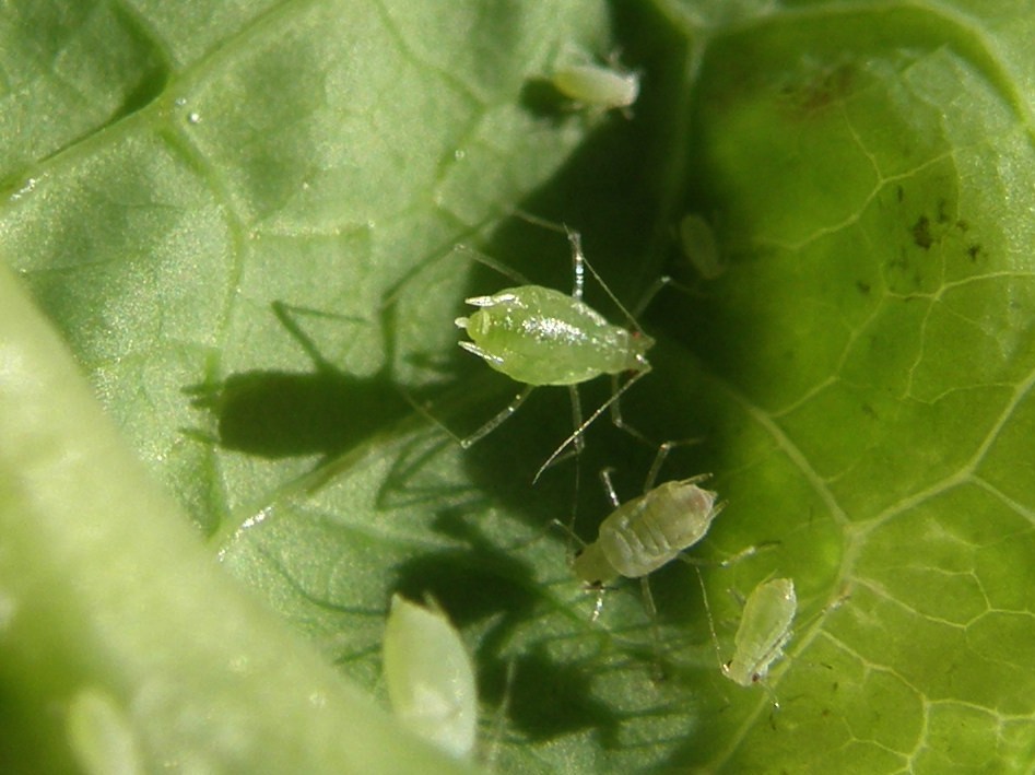 Afide su asteracea: Uroleucon sp.