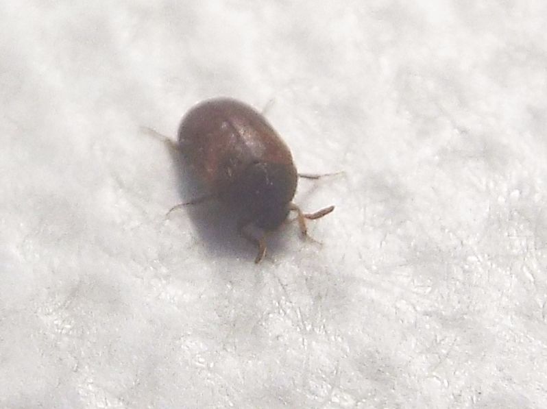 Dermestidae: Attagenus sp.  (cfr. A. brunneus)