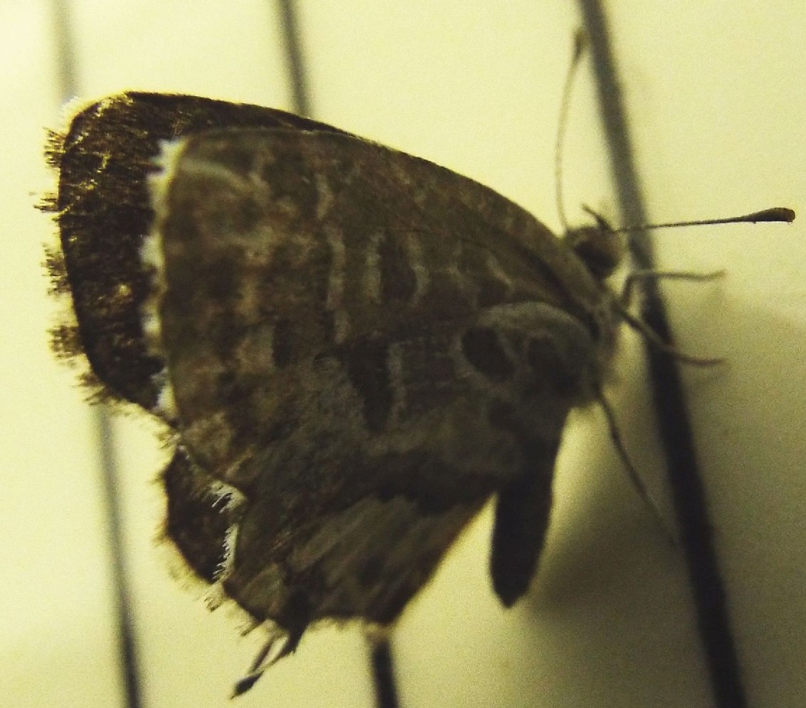 Cacyreus marshalli (Lycenidae)