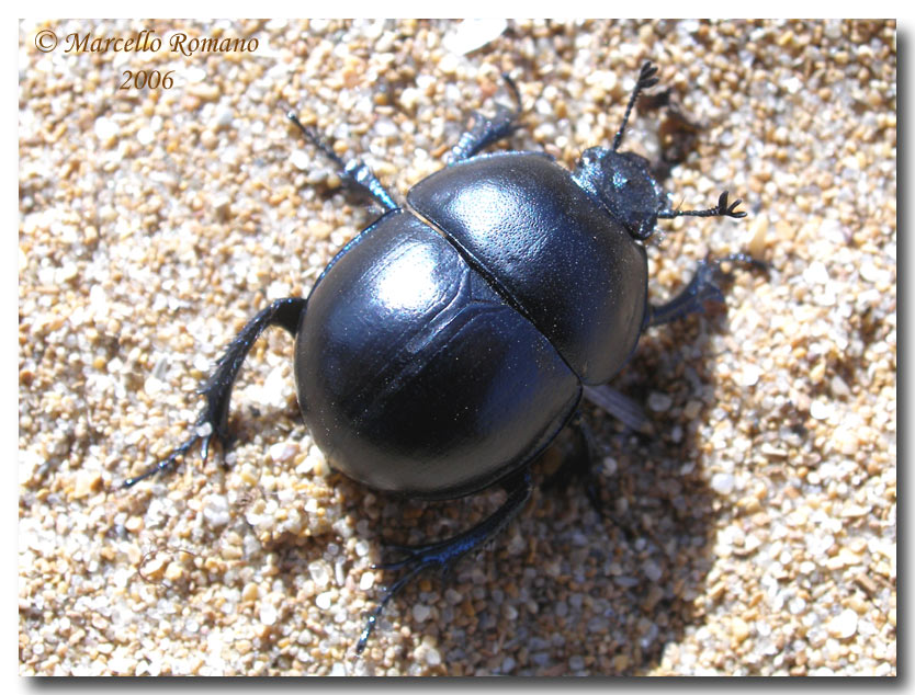 Ritratti (4°): Jekelius marginatus (Col. Geotrupidae)