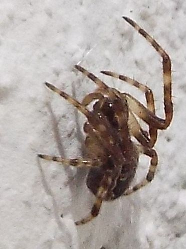 Larinioides sp. - Abbiategrasso (MI)