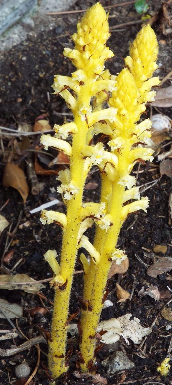 Orobanche hederae / Succiamele dell''edera
