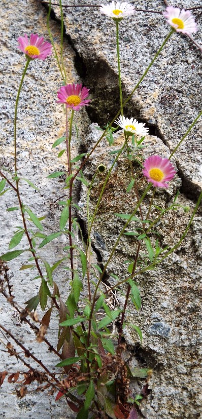 Erigeron karvinskianus / Cspica karvinskiana