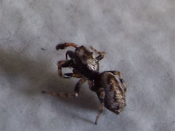 Salticus sp.  - Milano