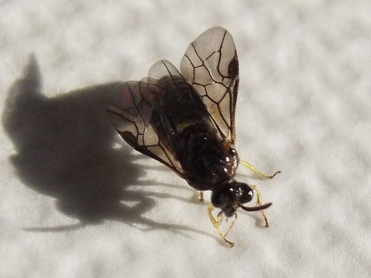 Aproceros leucopoda  (Argidae).