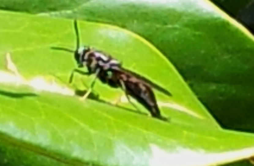 Stratiomyidae: Hermetia illucens  (cfr.)