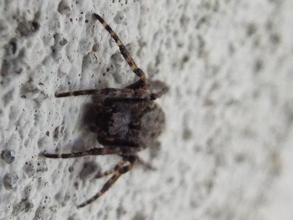 Nuctenea umbratica   - Casarile (MI)
