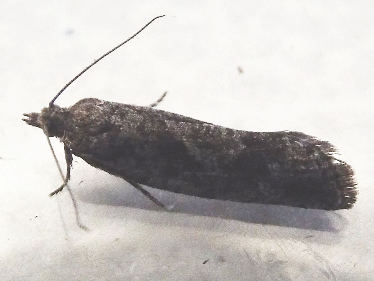 Falena da identificare: Tortricidae: Zeiraphera sp.