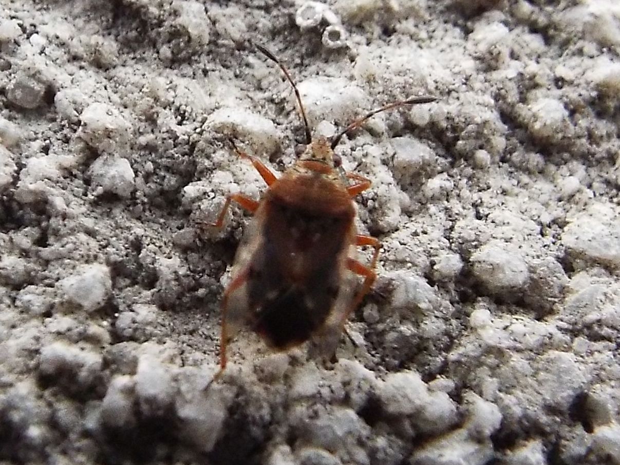 Lygaeidae:    Kleidocerys ericae