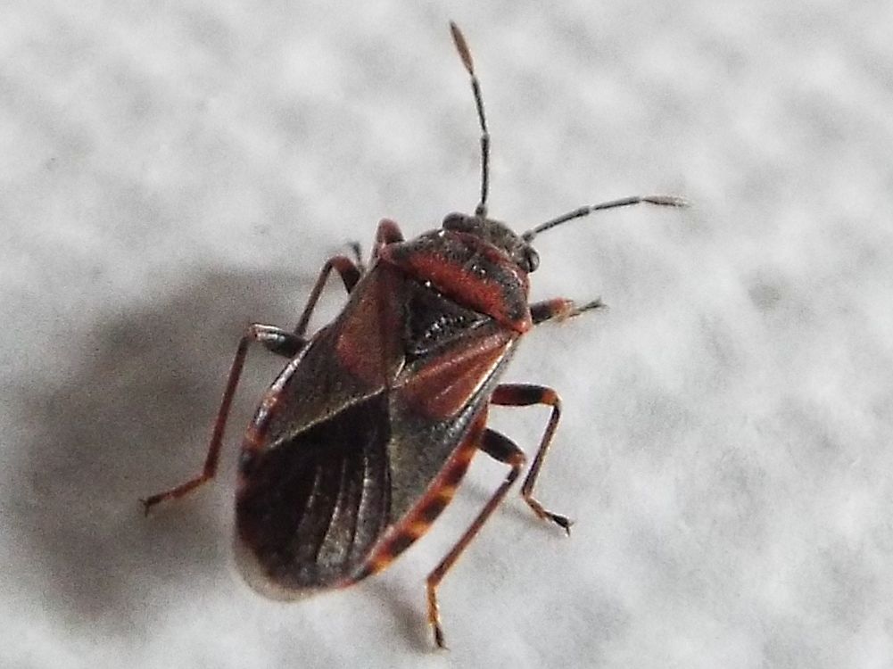 Arocatus melanocephalus a Milano