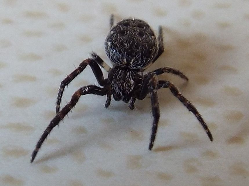 Nuctenea cfr. umbratica. Vigo di Fassa (TN)