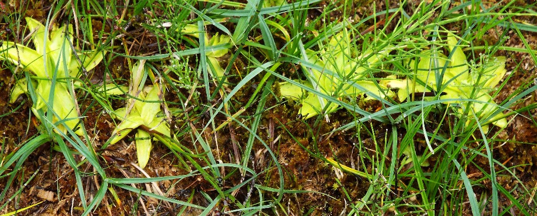 Pinguicula sp. (Lamiales - Lentibulariaceae)