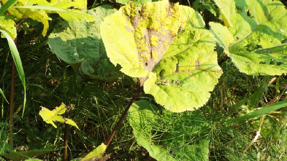 Grandi foglie...rovinate:   Petasites sp. (Asteraceae)