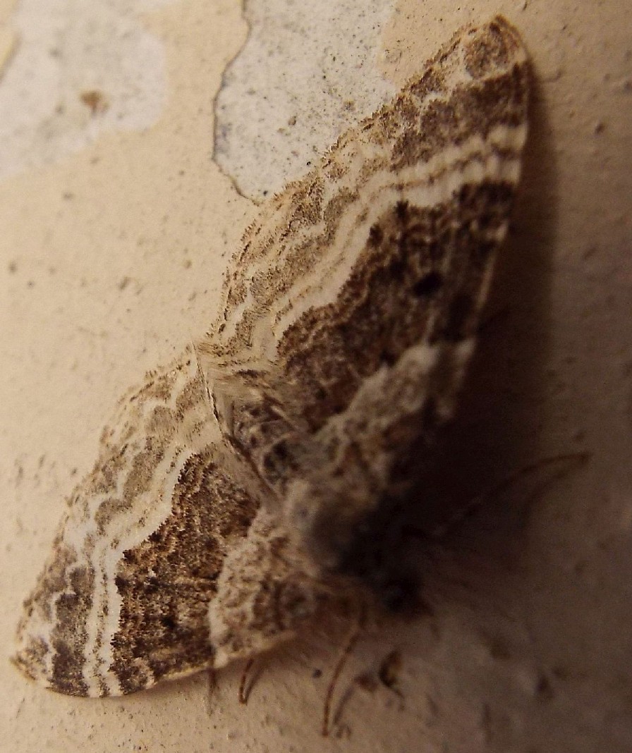 Falena da identificare : Epirrhoe alternata (Geometridae)