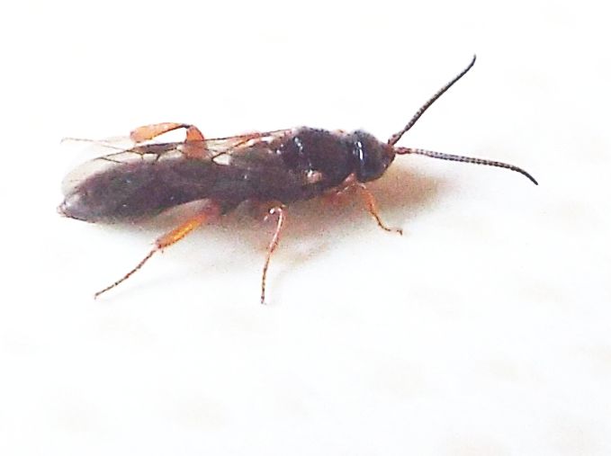 Ichneumonidae Metopiinae: cfr.  Hypsicera sp.