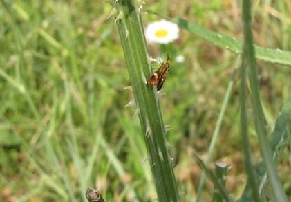 Adelidae: Nemophora raddaella