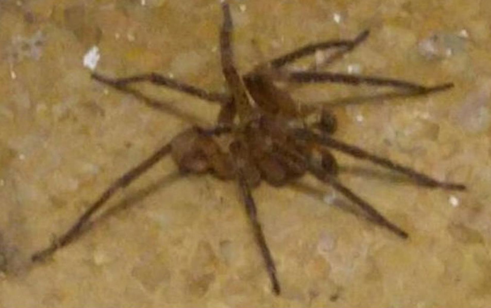 Zoropsis spinimana, maschio - Cazzago Brabbia (VA)