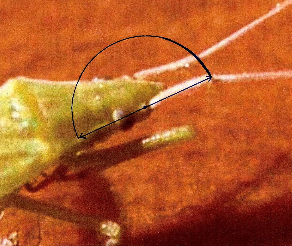 Miridae: Trigonotylus sp.