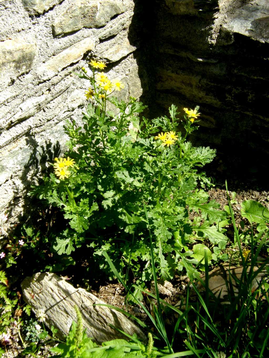 Senecio squalidus subsp. rupestris/ Senecione delle rupi