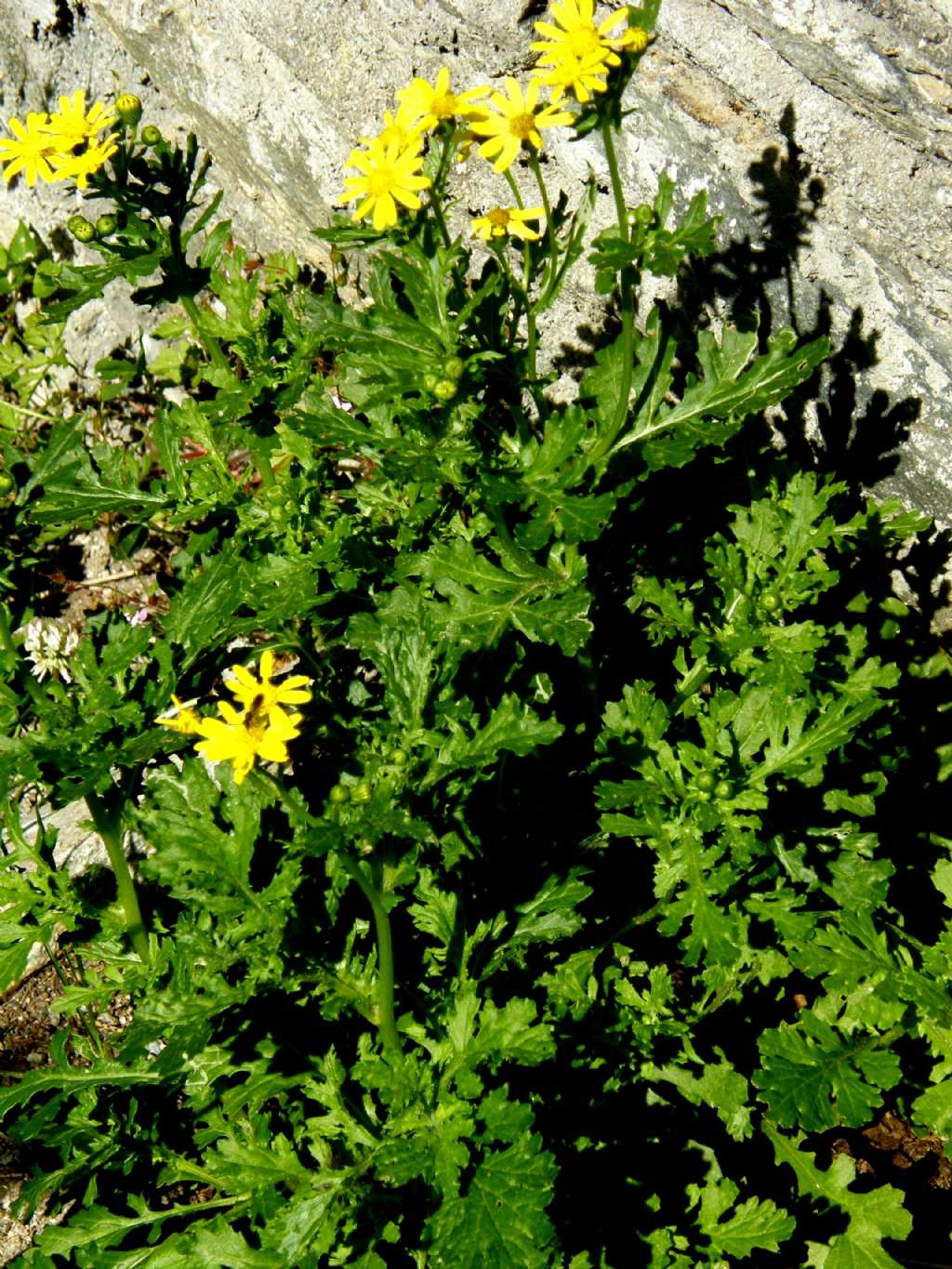 Senecio squalidus subsp. rupestris/ Senecione delle rupi