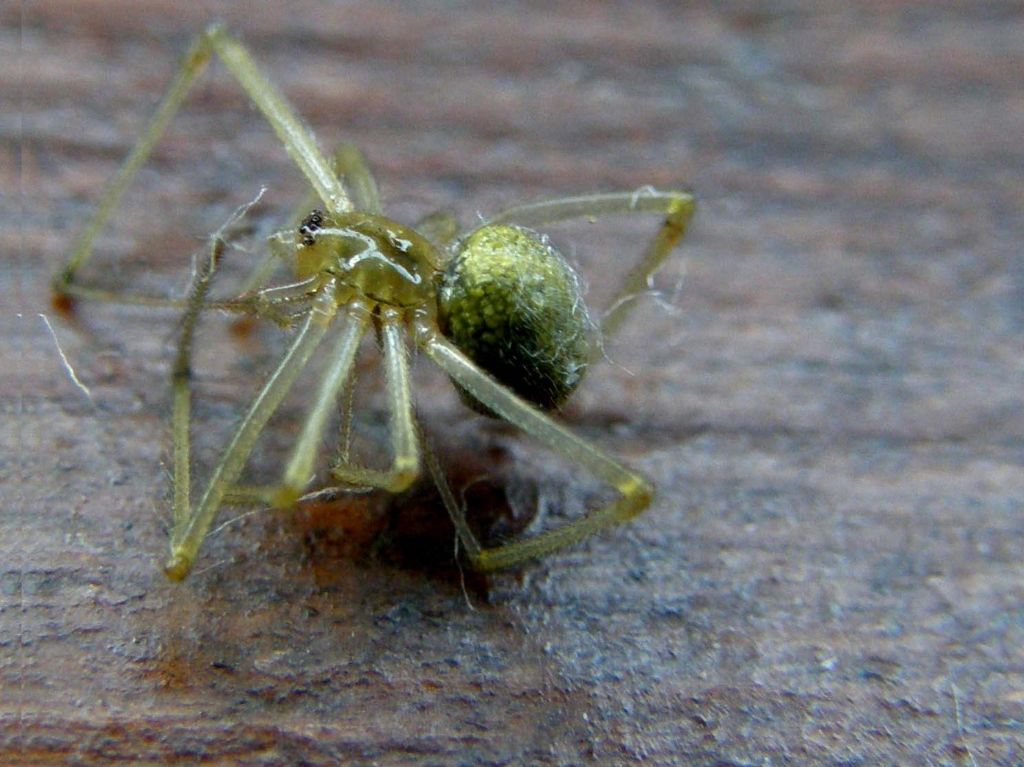 Ragno trovato morto: probabile Enoplognatha sp.