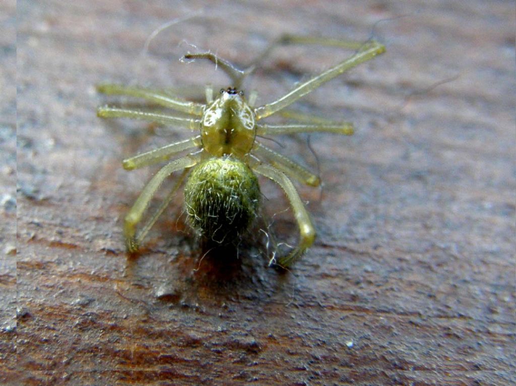 Ragno trovato morto: probabile Enoplognatha sp.