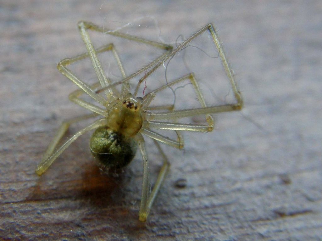Ragno trovato morto: probabile Enoplognatha sp.