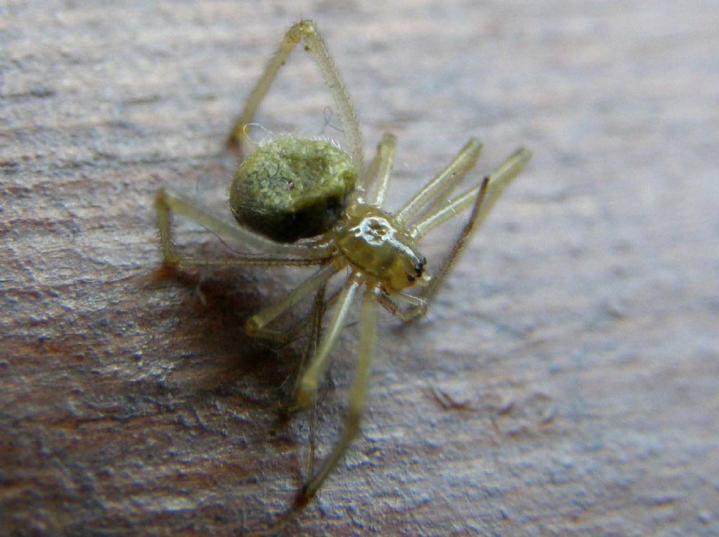 Ragno trovato morto: probabile Enoplognatha sp.