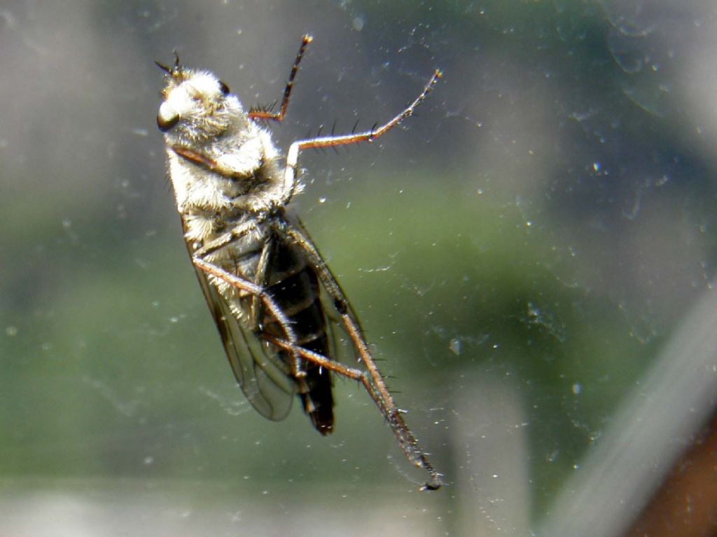 Al di l� del vetro