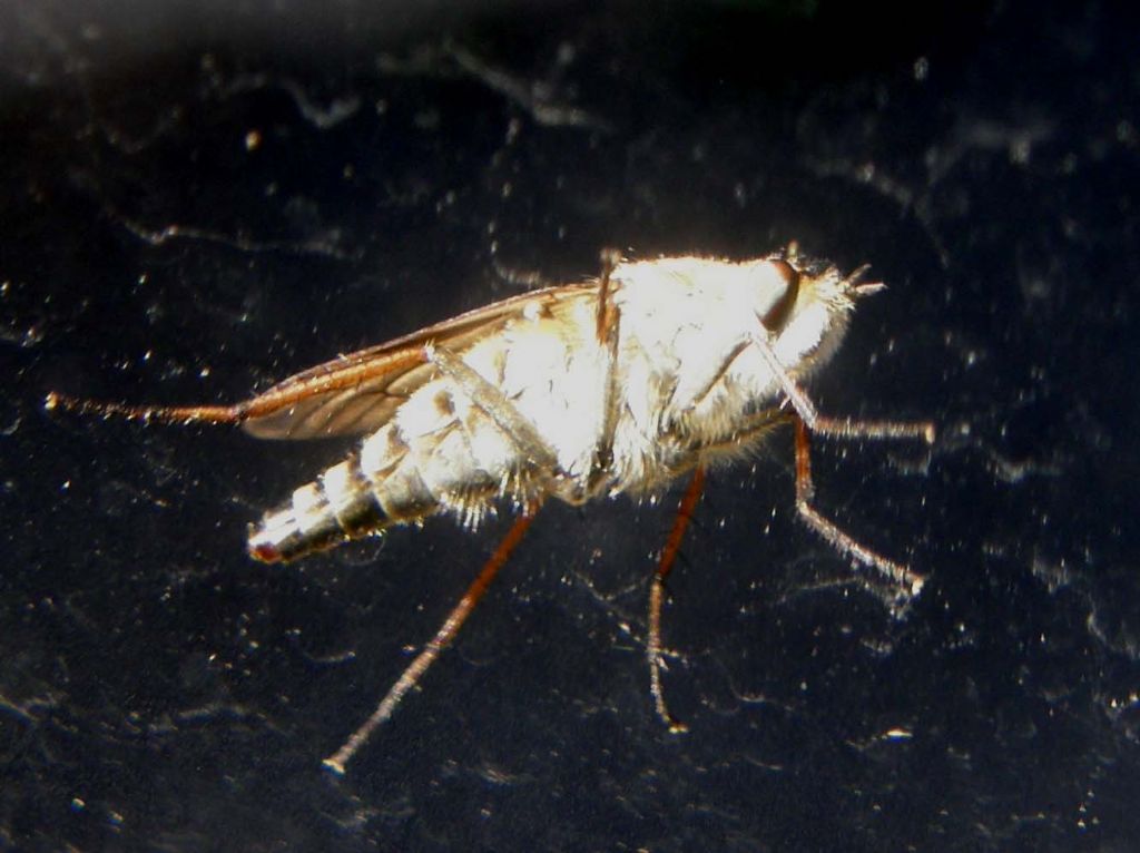 Al di l� del vetro