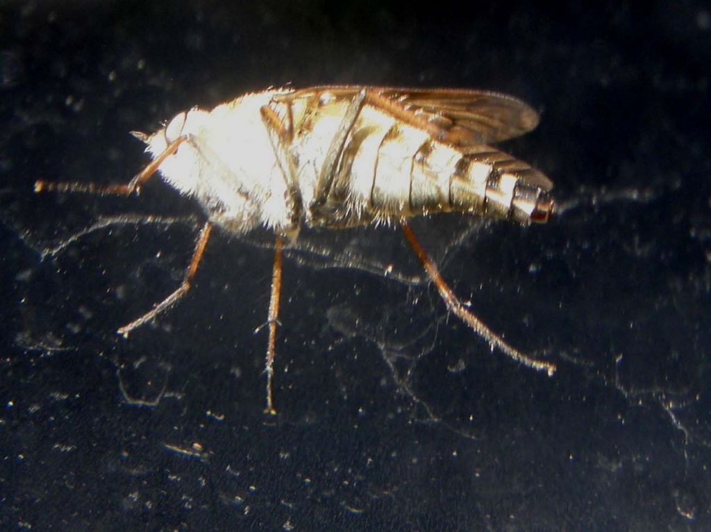 Al di l� del vetro