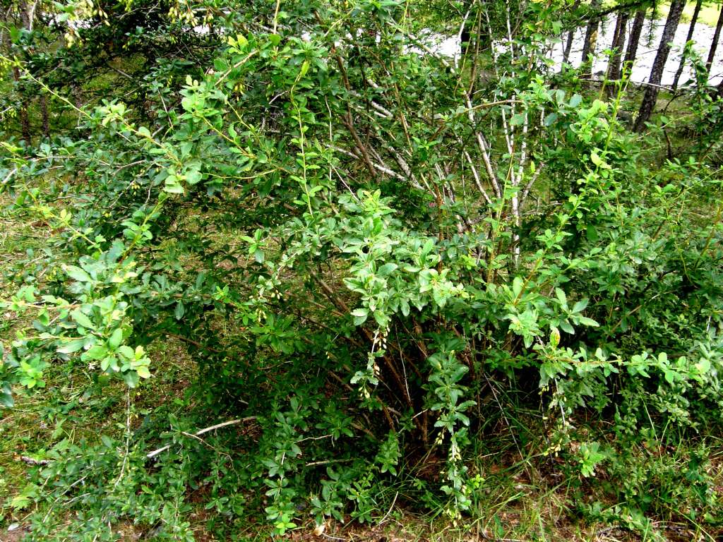 Berberis vulgaris