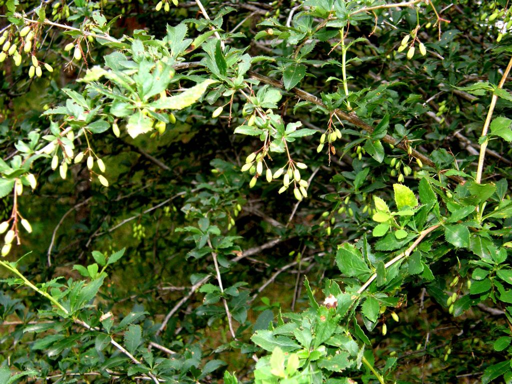 Berberis vulgaris