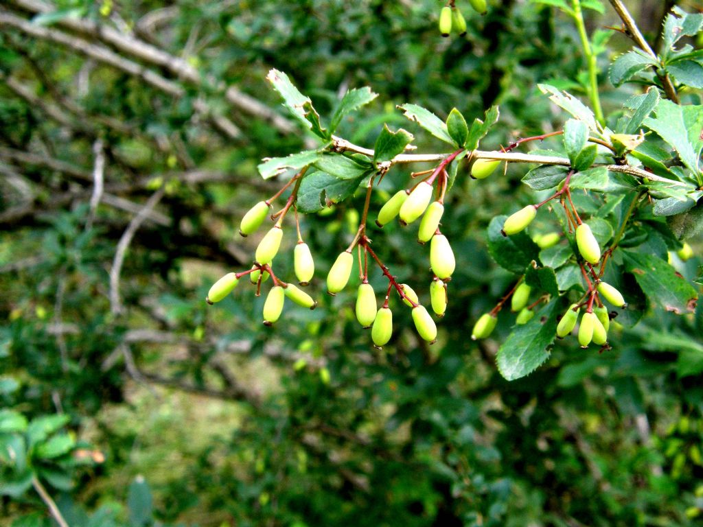 Berberis vulgaris