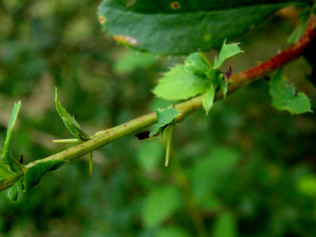 Berberis vulgaris