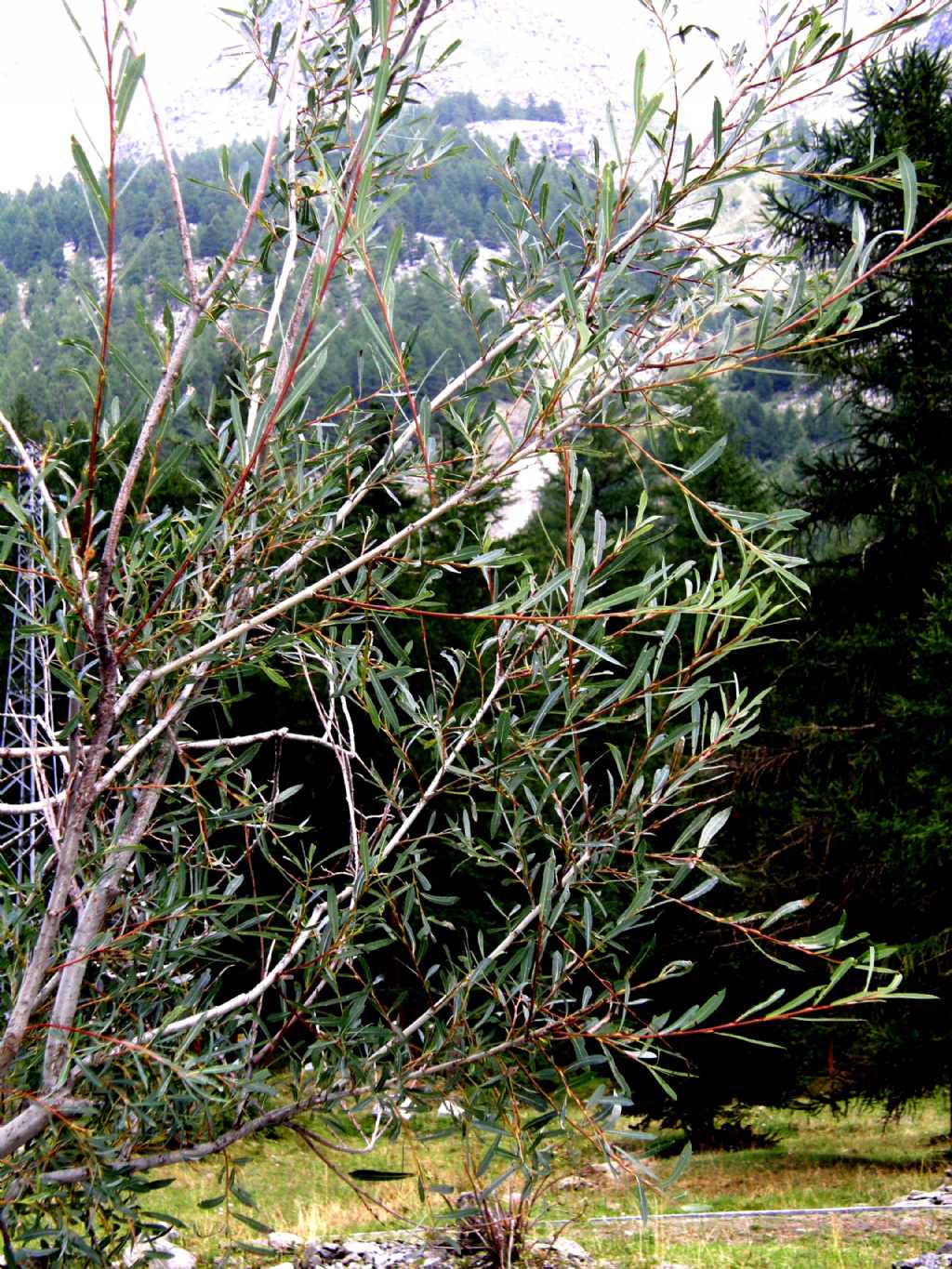 Alberello: Salix cfr. purpurea (Salicaceae)