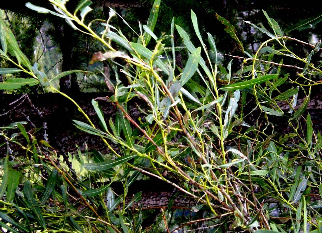 Alberello: Salix cfr. purpurea (Salicaceae)