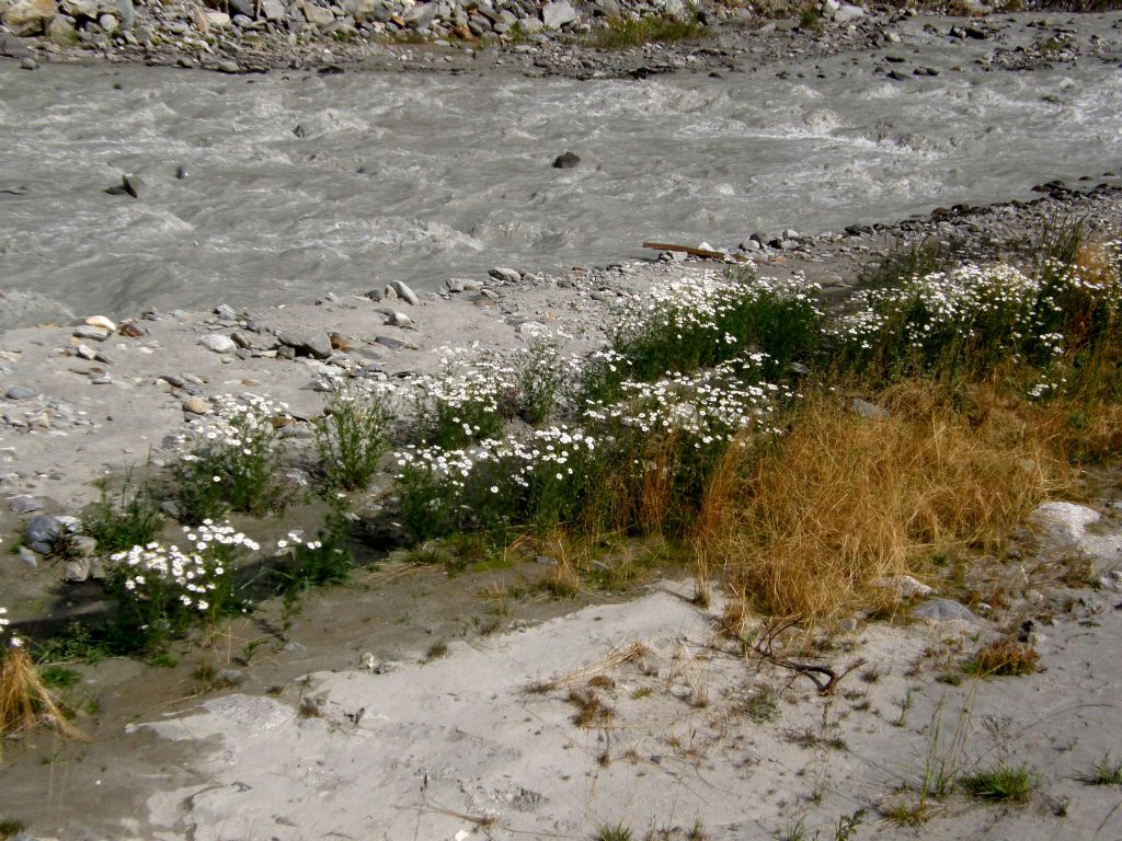 Tripleurospermum inodorum / Camomilla senza odore