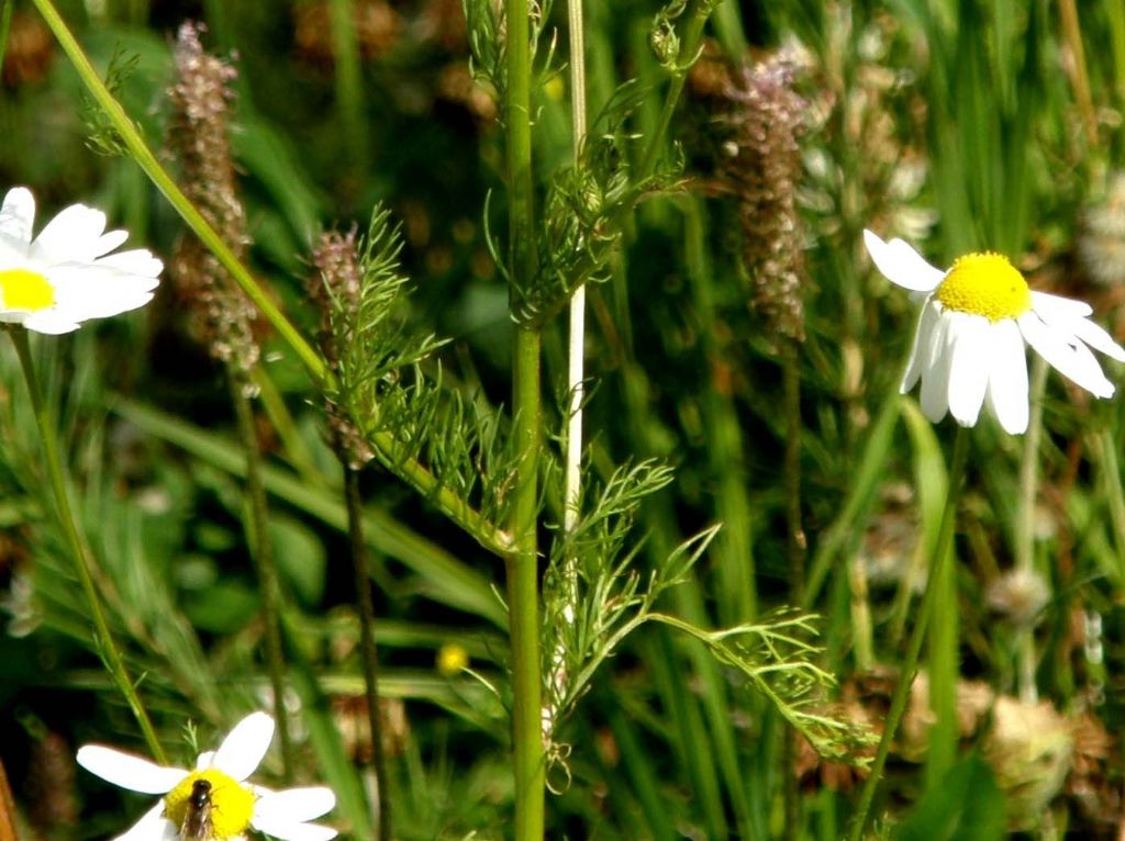 Tripleurospermum inodorum / Camomilla senza odore