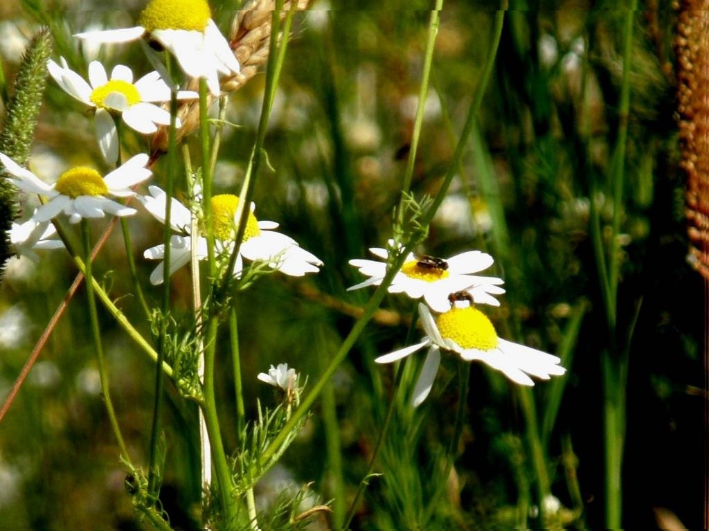 Tripleurospermum inodorum / Camomilla senza odore