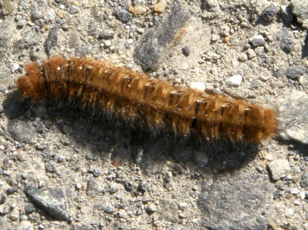 Bruco da identificare