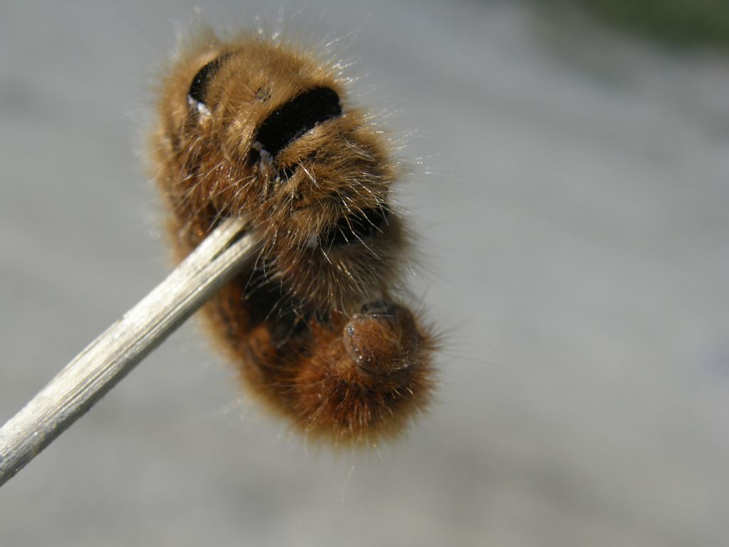Bruco da identificare