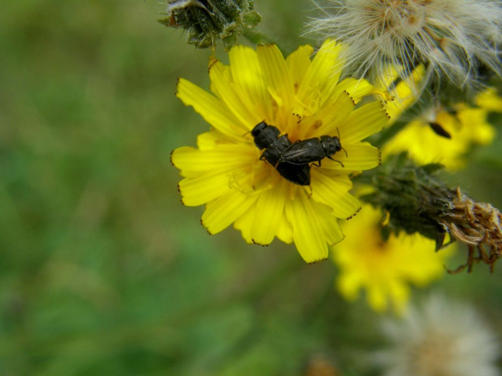 Anthaxia quadripunctata o Anthaxia godeti