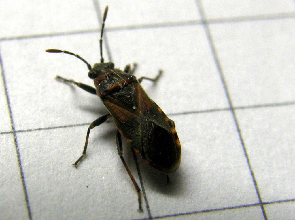 Lygaeidae: Arocatus melanocephalus della Lombardia (MI)