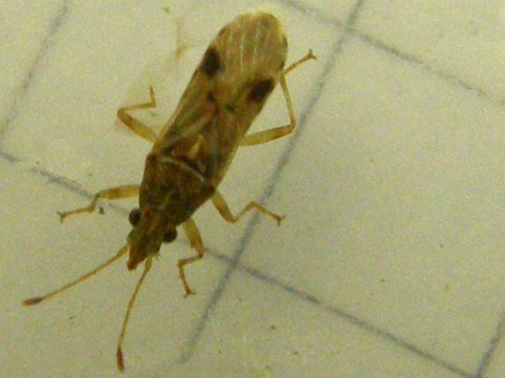 Lygaeidae: Belonochilus numenius di Milano