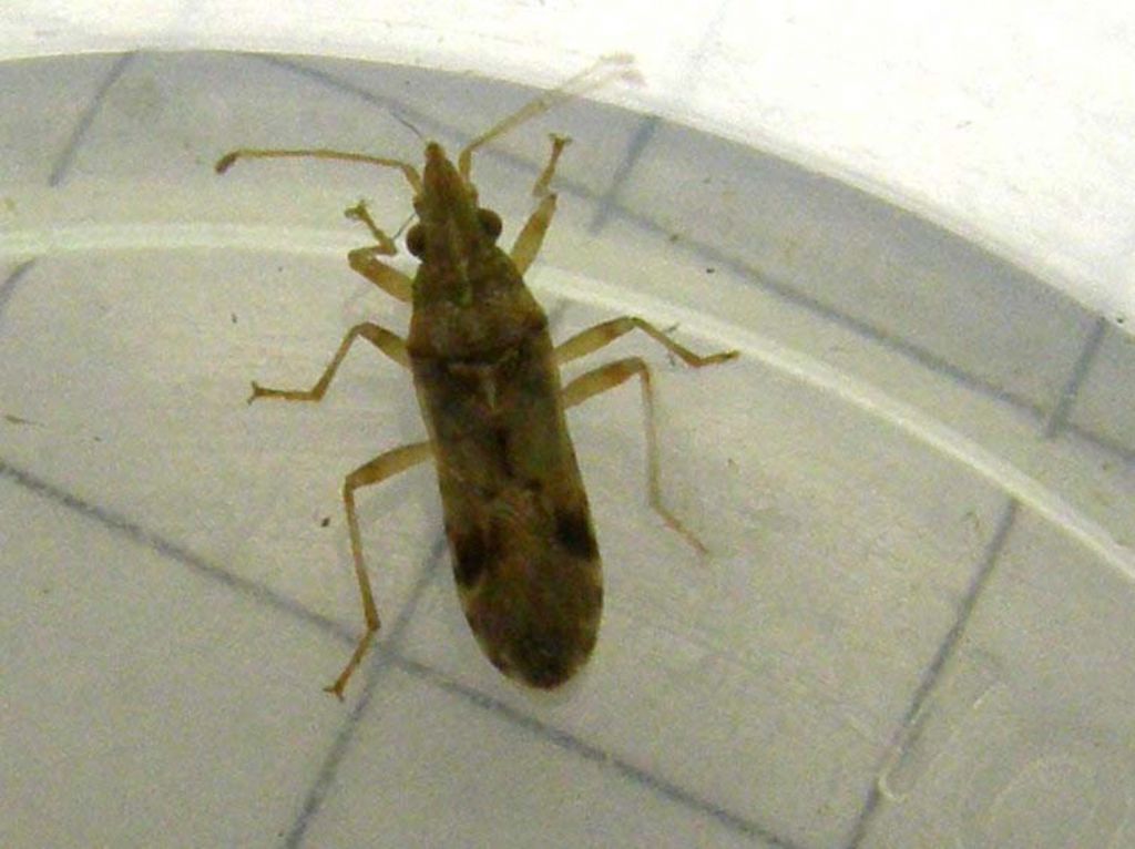 Lygaeidae: Belonochilus numenius di Milano