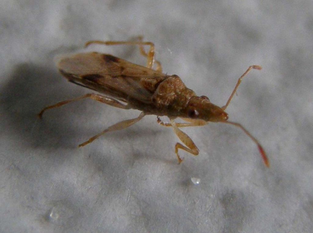 Lygaeidae: Belonochilus numenius di Milano