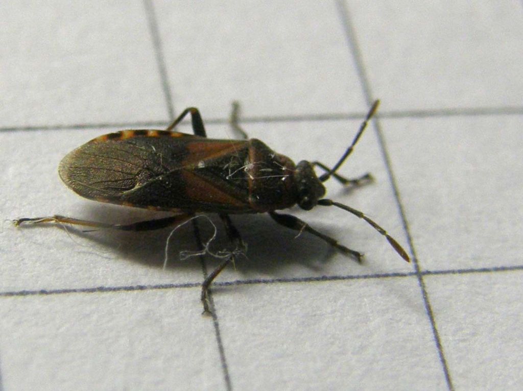 Lygaeidae: Arocatus melanocephalus della Lombardia (MI)