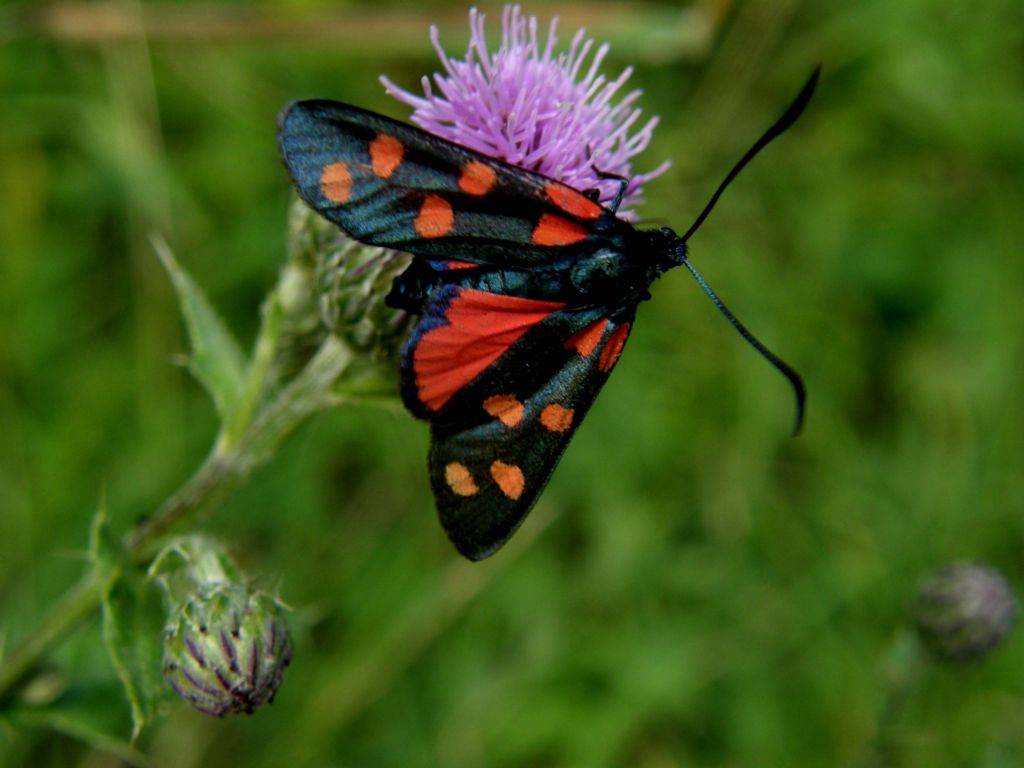 Zygaena filipendulae?