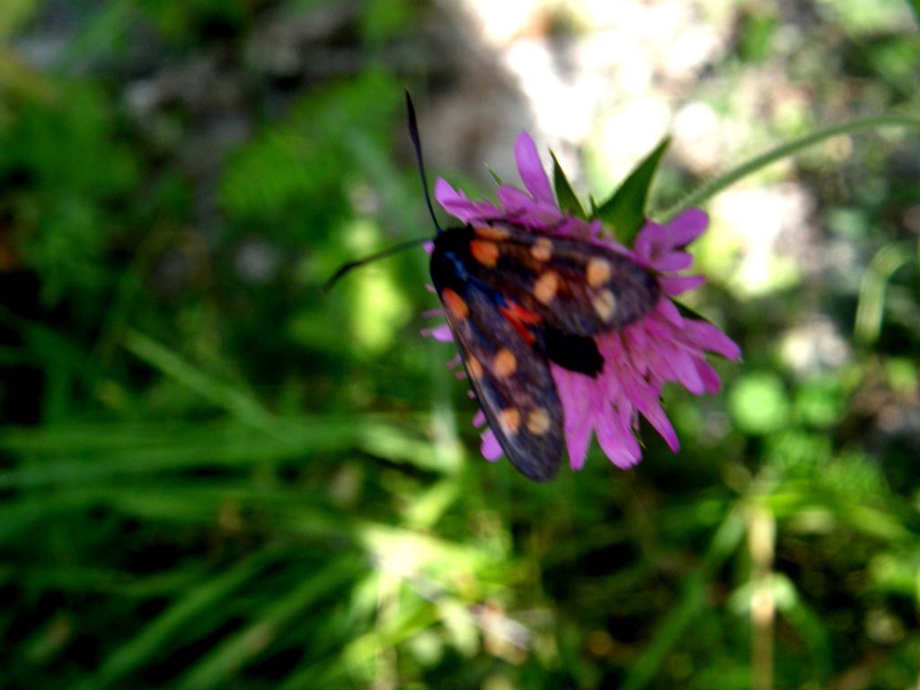 Zygaena filipendulae?